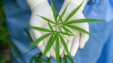 Un reciente estudio de la revista JAMA Neurology reveló la relación entre el consumo de cannabis y el riesgo de sufrir demencia en un plazo de cinco años.