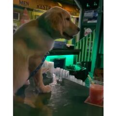 El video viral de un cachorro pidiendo en un bar que ha conquistado las redes