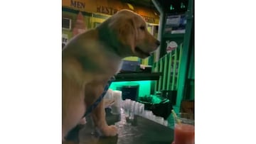 Appa cuenta con 522 seguidores en TikTok y ha llamado la atención de los usuarios en más de una oportunidad.