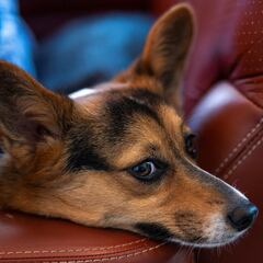 Attention, dog owners: Dog treats recalled in 19 states over potential salmonella contamination