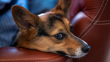 If you reward your furry friend with chicken treats, be aware that the FDA has announced the recall of 400 packs of dog treats. This is the affected brand.