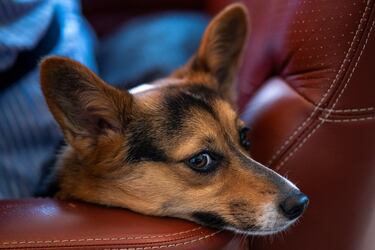 The huge mistake you make when you come home to your dog that professionals advise against
