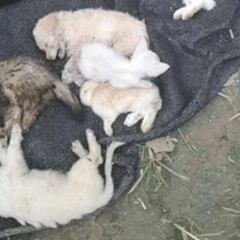 Hallan 5.000 animales muertos en un servicio de paquetería en China