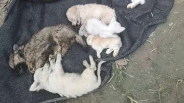 Hallan 5.000 animales muertos en un servicio de paquetería en China