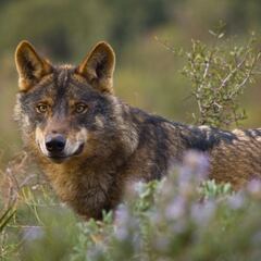 Quien con lobos anda, a aullar aprende.