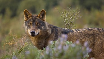 Quien con lobos anda, a aullar aprende.