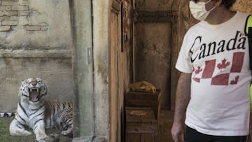 CUMIANA, ITALY - MAY 30: Man wear protective mask looks at a bengal tiger with his mouth open inside the Zoom park on May 30, 2020 in Cumiana near Turin, Italy. Zoom Torino is a zoological garden inspired by the modern concept of Zoo-immersion giving visi