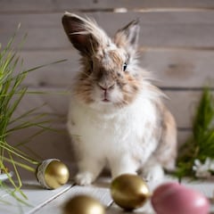 ¿Cuál es la historia del Conejo de Pascua? Este es el origen de la tradición