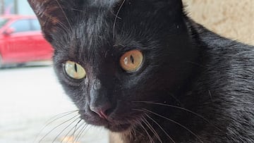 estafa amazon disco duro comida de gato estafas por internet