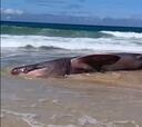 Hallan un tiburón en una playa de Galicia