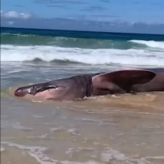 Hallan un tiburón en una playa de Galicia