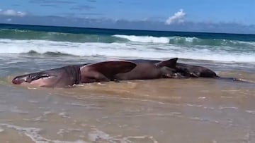 Hallan un tiburón en una playa de Galicia