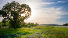 LLANO, TEXAS - APRIL 06: Bluebonnet flowers blossom in a field near a highway on April 06, 2024 in LLano, Texas. The Bluebonnet flower, also known as the Texas lupine, blooms through mid-to-late April and is the Texas state flower. (Photo by Brandon Bell/Getty Images)