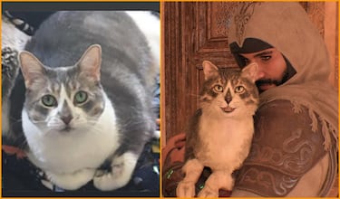 Assassin’s Creed Mirage y el precioso homenaje de Ubisoft al gato fallecido de un fan