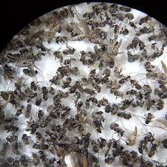 10 plagas más frecuentes en casa: cucarachas, termitas, ratones, hormigas…