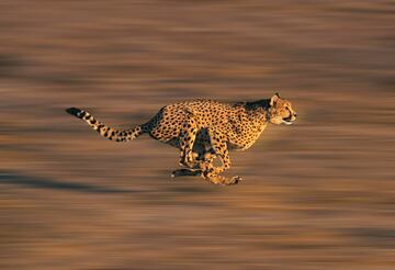 El 'Acinonyx jubatus' es el animal terrestre más rápido del mundo. Puede correr a más de 96 kilómetros por hora y alcanzar su velocidad máxima en tan solo tres segundos.