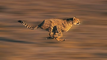 El Acinonyx jubatus es el animal terrestre más rápido del mundo. Puede correr a más de 96 kilómetros por hora y alcanzar su velocidad máxima en tan solo tres segundos.