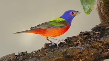 Un jardinero se sorprende por un extraño visitante en su jardín: “Desde 1977 no veía una”