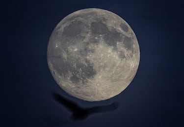Un cuervo vuela junto a la luna al atardecer en Hesse, Fráncfort del Meno.