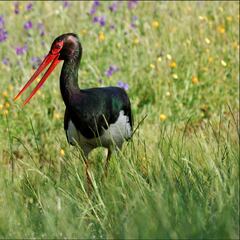 Estudio revela la gran diversidad de aves que tiene Colombia: una de las más grandes de Latinoamérica