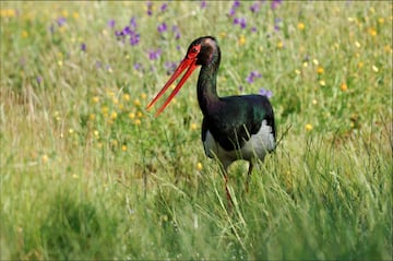 La cig¨¹e?a negra (Ciconia nigra) es un ave zancuda de tonos oscuros predominantes. El adulto tiene todas las partes superiores, cabeza y cuello negros. Las partes inferiores son blancas. Presenta patas de color naranja rojizo y pico rojo, tono que se extiende alrededor del ojo.
Se trata de un ave muy esquiva, pero suele verse en vuelo en la cercan¨ªa de sus nidos o vadeando orillas de r¨ªos o embalses, as¨ª como prados h¨²medos.
Se trata de un ave migratoria que pasa por la Pen¨ªnsula Ib¨¦rica durante su migraci¨®n, aunque hay poblaciones que hibernan en las marismas del Guadalquivir y en algunos embalses extreme?os.