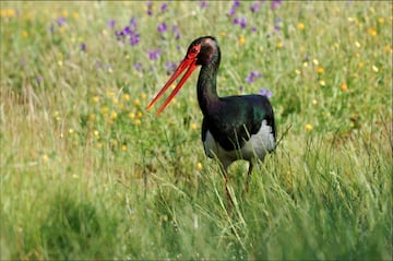 La cige?a negra (Ciconia nigra) es un ave zancuda de tonos oscuros predominantes. El adulto tiene todas las partes superiores, cabeza y cuello negros. Las partes inferiores son blancas. Presenta patas de color naranja rojizo y pico rojo, tono que se extiende alrededor del ojo.
Se trata de un ave muy esquiva, pero suele verse en vuelo en la cercana de sus nidos o vadeando orillas de ros o embalses, as como prados hmedos. 
Se trata de un ave migratoria que pasa por la Pennsula Ibrica durante su migracin, aunque hay poblaciones que hibernan en las marismas del Guadalquivir y en algunos embalses extreme?os.