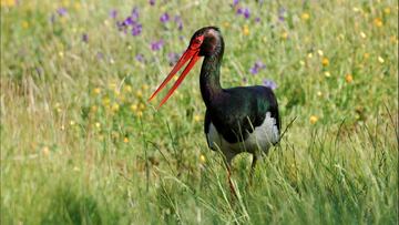 La cigüeña negra (Ciconia nigra) es un ave zancuda de tonos oscuros predominantes. El adulto tiene todas las partes superiores, cabeza y cuello negros. Las partes inferiores son blancas. Presenta patas de color naranja rojizo y pico rojo, tono que se extiende alrededor del ojo.
Se trata de un ave muy esquiva, pero suele verse en vuelo en la cercanía de sus nidos o vadeando orillas de ríos o embalses, así como prados húmedos.
Se trata de un ave migratoria que pasa por la Península Ibérica durante su migración, aunque hay poblaciones que hibernan en las marismas del Guadalquivir y en algunos embalses extremeños.