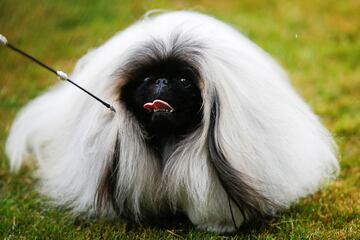 A Pekingese dog runs the ring during the 146th Westminster Kennel Club Dog Show at the Lyndhurst Estate in Tarrytown, New York, U.S., June 21, 2022. REUTERS/Eduardo Munoz