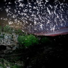 Científicos descubren que los murciélagos tienen la clave de la cura del cáncer: un gen supresor que destruye células cancerígenas