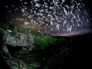 Esta cueva en el sur de Texas es el hogar de millones de murciélagos mexicanos de cola libre durante la primavera. Al atardecer, los murciélagos salen a alimentarse en una impresionante corriente coordinada.