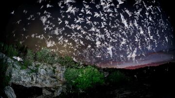 Esta cueva en el sur de Texas es el hogar de millones de murciélagos mexicanos de cola libre durante la primavera. Al atardecer, los murciélagos salen a alimentarse en una impresionante corriente coordinada.