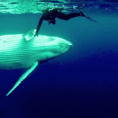 Una ballena salva a una buceadora de un tiburón tigre