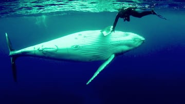Una ballena se pone panza arriba con una buceadora. 