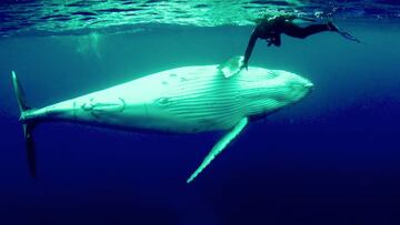 Una ballena se pone panza arriba con una buceadora.