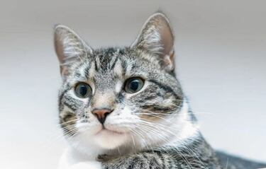 ¿Por qué se celebra el Día Internacional del Gato tres veces al año?