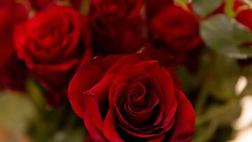 Rosas rojas, en una floristería a 14 de febrero de 2024, en Madrid (España). El Día de San Valentín es una festividad de origen católico que es considerada socialmente como el día de los enamorados. Se celebra anualmente el 14 de febrero y se relaciona con el concepto universal del amor y la afectividad. Una de las tradiciones en este día es regalar flores, sobre todo rosas rojas. Según la Asociación Española de Consumidores, cada madrileño gastará 135 euros de media en regalos por San Valentín.
14 FEBRERO 2024;FLORES;FLORISTERÍA;SAN VALENTÍN;AMOR;MADRID
Eduardo Parra / Europa Press
14/02/2024