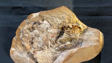 A fossil of an ancient armored fish, called an arthrodire, that lived 380 million years ago in the Gogo Formation in Western Australia's Kimberley region, and includes the oldest-known fossil of a vertebrate heart, is seen at the Western Australian Museum in Perth, Australia, September 8, 2022. Curtin University/Handout via REUTERS ATTENTION EDITORS - THIS IMAGE HAS BEEN SUPPLIED BY A THIRD PARTY. NO RESALES. NO ARCHIVES