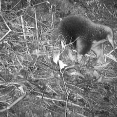 Las sospechas de los exploradores se cumplen y reaparece el mamífero que pone huevos desaparecido hace 60 años