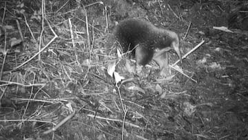 Just as the expedition was about to finish, one of the cameras hidden in the jungle captured the animal that had not been seen since 1961.