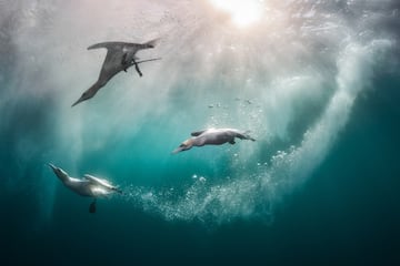 Categoría: Aves en el entorno. GANADORA DEL PREMIO DE ORO. Aquí vemos un trío de alcatraces comunes zambulléndose en el océano en un día soleado en Shetland. La especie es el ave marina más grande de Escocia y son extraordinariamente hábiles en el agua, con la capacidad de sumergirse a profundidades de hasta
22 metros. 