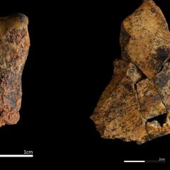 Hallazgo histórico en Atapuerca