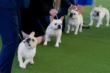 Winston, un bulldog francés, con otros compañeros.