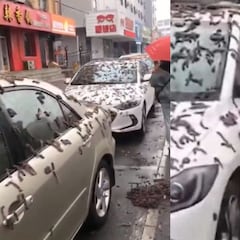 Viral: Lluvia de gusanos en China, ¿qué es y cuál es la razón del fenómeno?