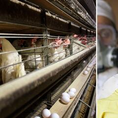 México registra primera muerte por gripe aviar AH5N2: qué es y síntomas