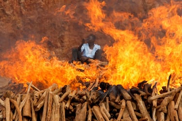 Un trabajador se sienta mientras se prende fuego al sándalo cosechado ilegalmente y confiscado por equipos de seguridad de múltiples agencias de Kenia para frenar el comercio de su aceite.