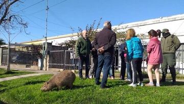 "Pancho", el carpicho que no pudo llevarse Gendarmería por la resistencia de los vecinos