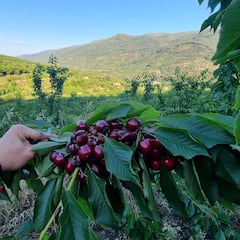 El ‘oro rojo’ en forma de fruta que ayuda a controlar la tensión arterial y tiene propiedades digestivas