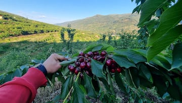 El ‘oro rojo’ en forma de fruta que ayuda a controlar la tensión arterial y tiene propiedades digestivas