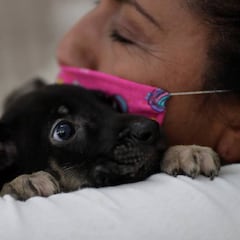 ¿Cómo prevenir contagio por COVID-19 con la comida y las mascotas?
