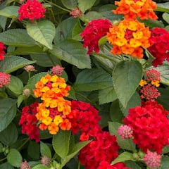 La planta más fácil de cuidar que sobrevive en invierno y verano, que necesita poca agua y tiene un toque muy español